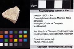 Foto (Objket + Etiketten) von Cracensigillatus acutirostris (Moericke, 1889) 